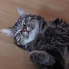 Profilbild für Katharina J