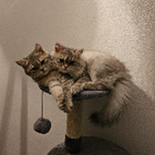 Profielfoto voor Sophie K