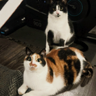 Profielfoto voor Mei Q