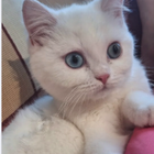 Profilbild für Elaa D