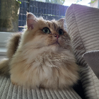 Profilbild für Nadia R