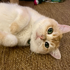 Avatar for Shereen L