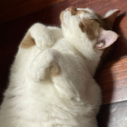 Profilbild für Baohua G