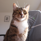 Profilbild für Qi L
