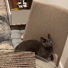 Avatar for Nuo (Nola) C