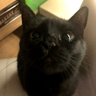 Profielfoto voor Diana G