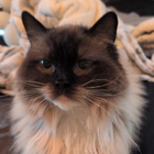 Profilbild für Lisa N