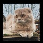 Avatar pour Camille P
