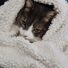 Avatar pour Élodie P