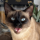 Profilbild für Sourour K
