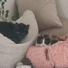 Profilbild für Leonie F