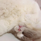 Avatar for Zhi (Persephone) L