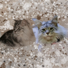 Profilbild für Tanja B