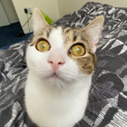 Avatar for CatBoi O