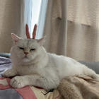 Profielfoto voor Tingting B