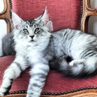 Avatar pour Jessica L