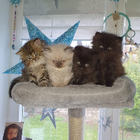 Profilbild für Wildkatze N