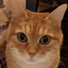 Profilbild für Sophia P