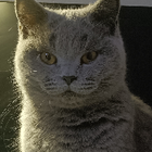 Profilbild für Fan Y