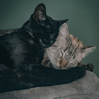 Profielfoto voor Ewelina M