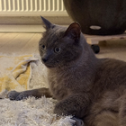 Profilbild für Kelli M