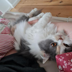 Profilbild für Julia V