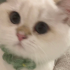 Profielfoto voor Jiaqi L