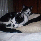 Avatar for Valentino K