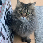 Profielfoto voor Sara C