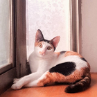 Avatar for Miao Yin L