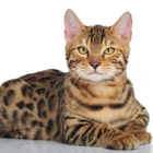 Profilbild für Nico B