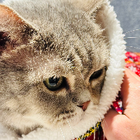 Avatar for Ngan Hing Y