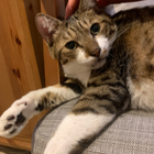 Profilbild für Li-Yi C