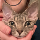 Profilbild für Max C