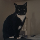 Avatar for Sheridan C