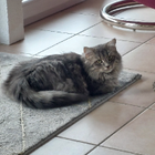 Profilbild für Sandra H