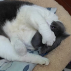 Profielfoto voor Shiyao L