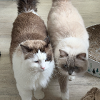 Profilbild für Xiaomei W