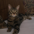 Avatar pour Victoria C