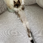 Avatar pour Alison P