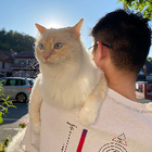 Profilbild für Baogang Y