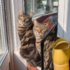 Avatar for Joanna (Jo) G