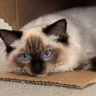 Avatar for Charlotte N