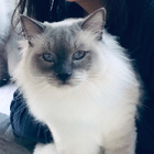 Avatar pour Aurélia J