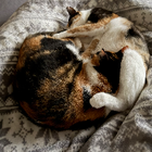 Profilbild für Sophie H