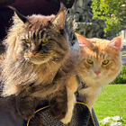 Profilbild für Xi W