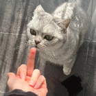 Profilbild für Sena A