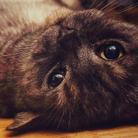 Avatar for The Cat Whisperer: Trusted and Experienced Pet Sitter A