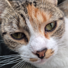 Avatar for Natthaya W