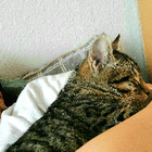 Profilbild für Inas I